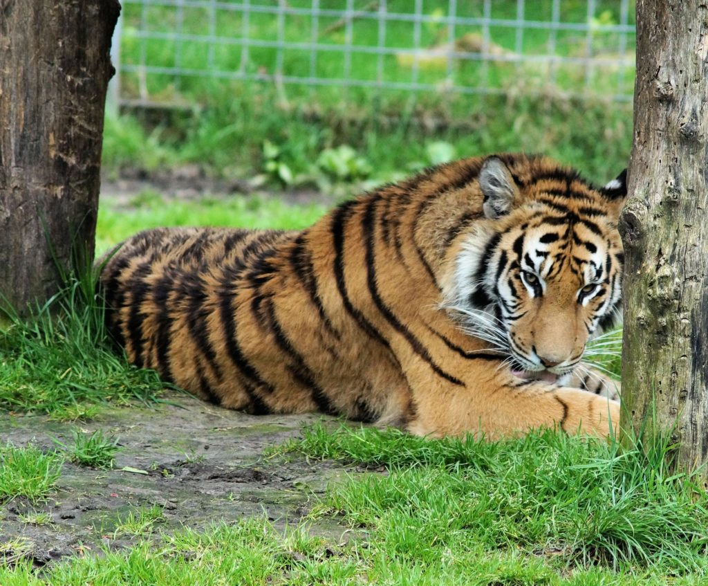 【動物占い】ゆったりとした悠然のトラ(ブルー)の性格や相性について 占いPicks