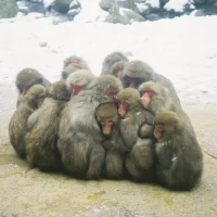 落ち着きの無いサル(レッド)の性格や相性について