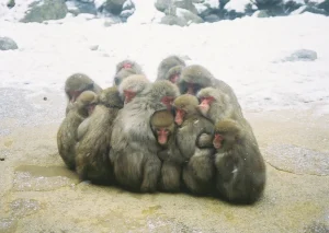 落ち着きの無いサル(レッド)の性格や相性について