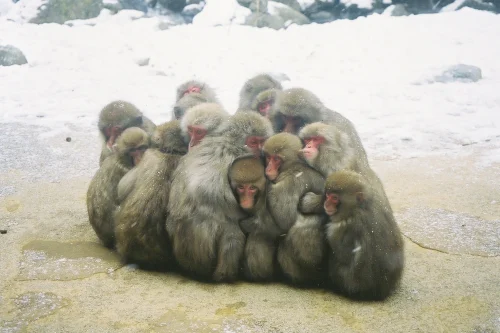 落ち着きの無いサル(レッド)の性格や相性について