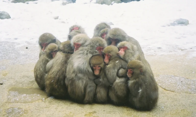 落ち着きの無いサル(レッド)の性格や相性について