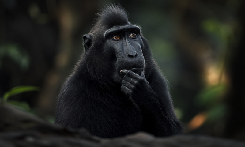 慎重なサル(ブラック)の性格や相性について