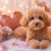 犬占いでチェック！2024年の恋愛運はアップ？